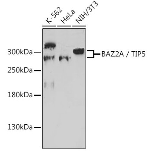 BAZ2A / TIP5 Rabbit pAb