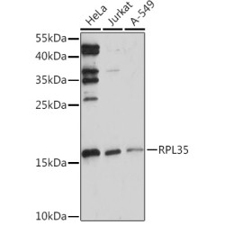 RPL35 Rabbit pAb