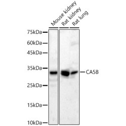 CA5B Rabbit pAb
