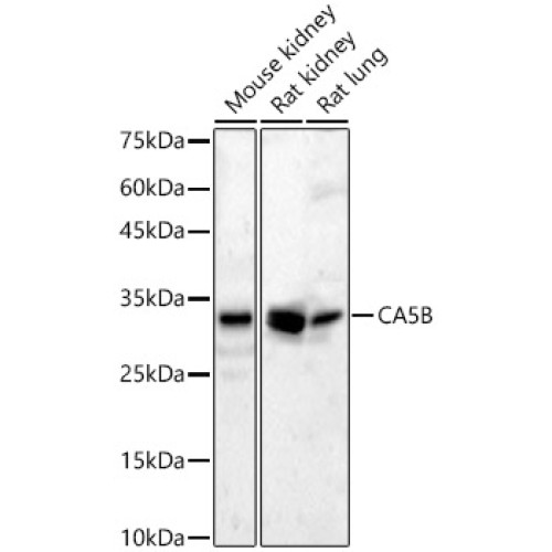 CA5B Rabbit pAb