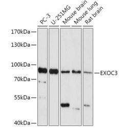 EXOC3 Rabbit pAb