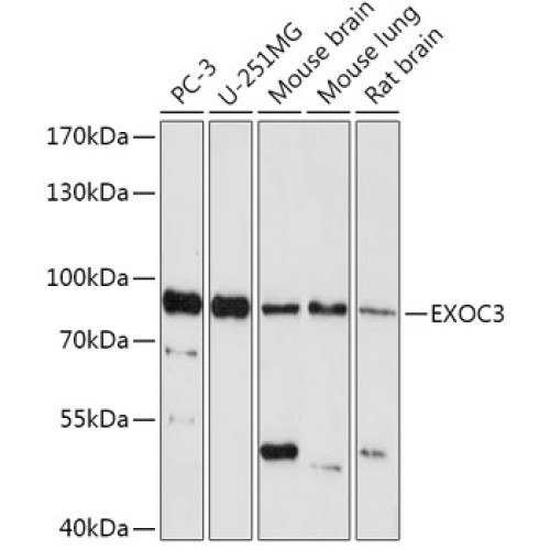 EXOC3 Rabbit pAb