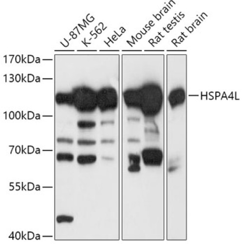 HSPA4L Rabbit pAb
