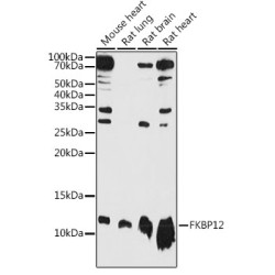 FKBP12 Rabbit pAb