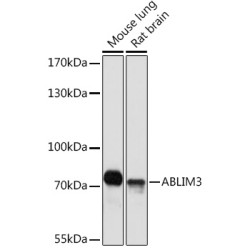 ABLIM3 Rabbit pAb
