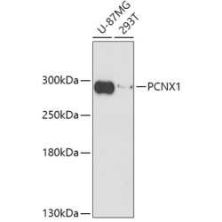 PCNX1 Rabbit pAb