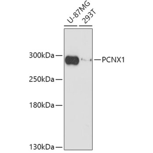 PCNX1 Rabbit pAb