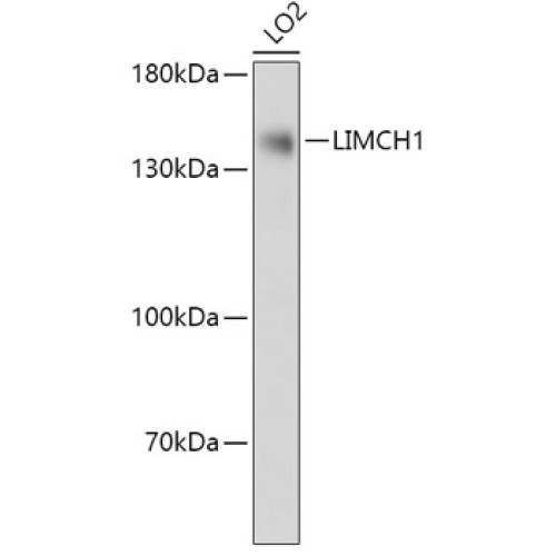 LIMCH1 Rabbit pAb