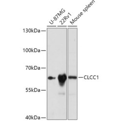 CLCC1 Rabbit pAb