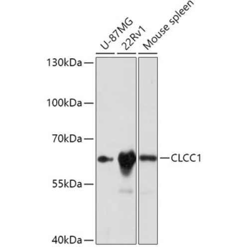 CLCC1 Rabbit pAb