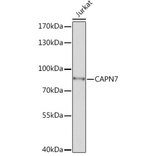 CAPN7 Rabbit pAb