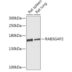 RAB3GAP2 Rabbit pAb