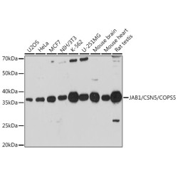 JAB1/CSN5/COPS5 Rabbit pAb
