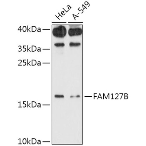 FAM127B Rabbit pAb