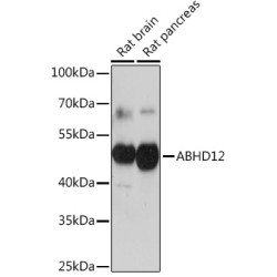 ABHD12 Rabbit pAb