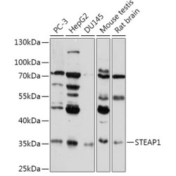 STEAP1 Rabbit pAb