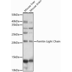 Ferritin Light Chain Rabbit pAb