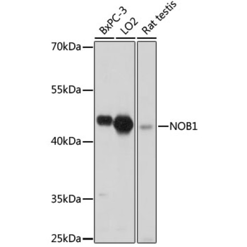 NOB1 Rabbit pAb