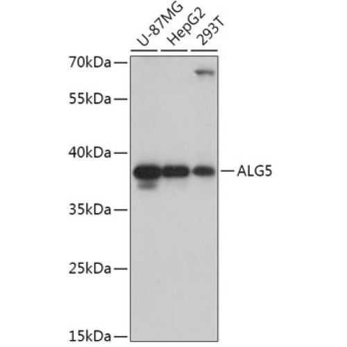 ALG5 Rabbit pAb