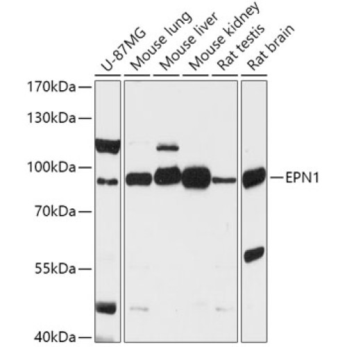 EPN1 Rabbit pAb