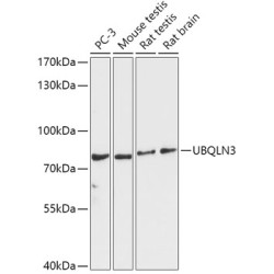 UBQLN3 Rabbit pAb
