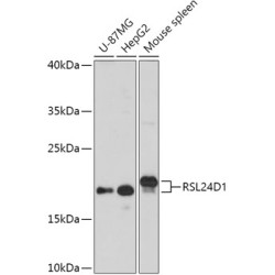 RSL24D1 Rabbit pAb