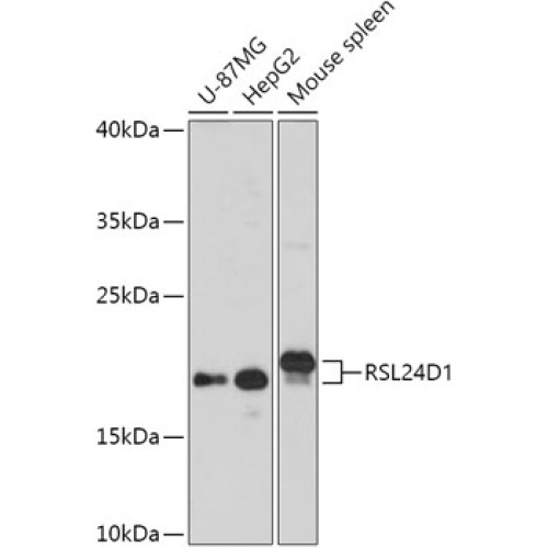 RSL24D1 Rabbit pAb