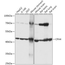 CPA4 Rabbit pAb