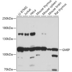 GMIP Rabbit pAb