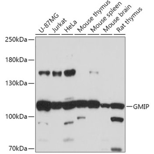 GMIP Rabbit pAb
