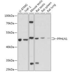 PPHLN1 Rabbit pAb