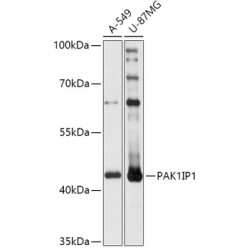 PAK1IP1 Rabbit pAb