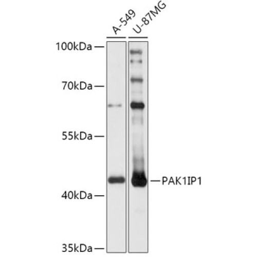 PAK1IP1 Rabbit pAb
