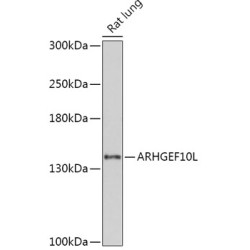ARHGEF10L Rabbit pAb