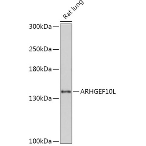 ARHGEF10L Rabbit pAb