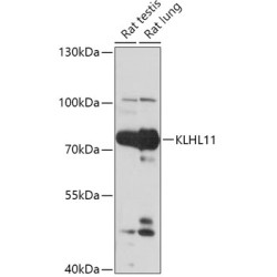 KLHL11 Rabbit pAb