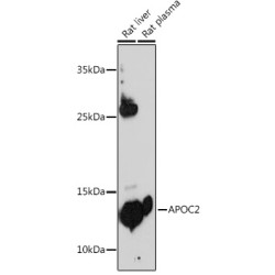 APOC2 Rabbit pAb