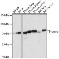 UTP6 Rabbit pAb