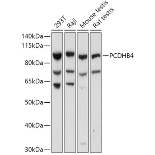 PCDHB4 Rabbit pAb