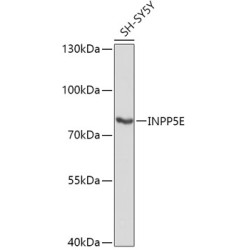 INPP5E Rabbit pAb