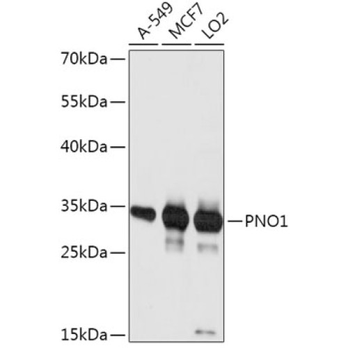 PNO1 Rabbit pAb