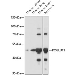 POGLUT1 Rabbit pAb