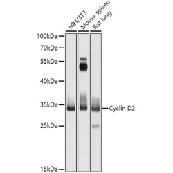 Cyclin D2 Rabbit pAb