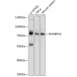 RANBP10 Rabbit pAb