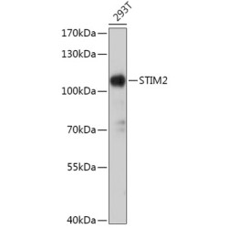 STIM2 Rabbit pAb
