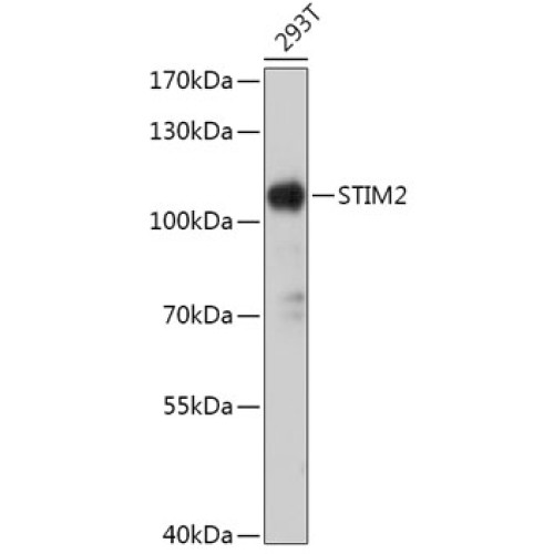 STIM2 Rabbit pAb