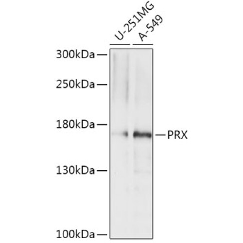 PRX Rabbit pAb