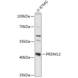 PRDM12 Rabbit pAb