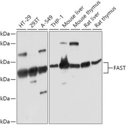 FASTKD5 Rabbit pAb