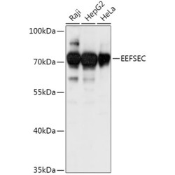 EEFSEC Rabbit pAb